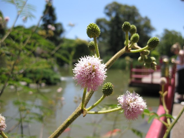 Jardim Japonês, Buenos Aires_Na dúvida embarque