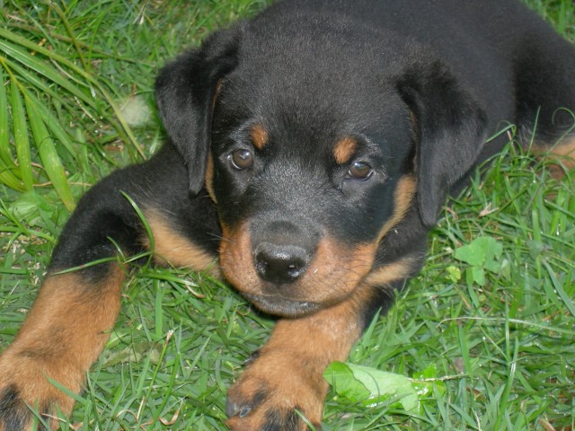 Rotweiller_ Heavy_ meu cachorro_Na dúvida embarque