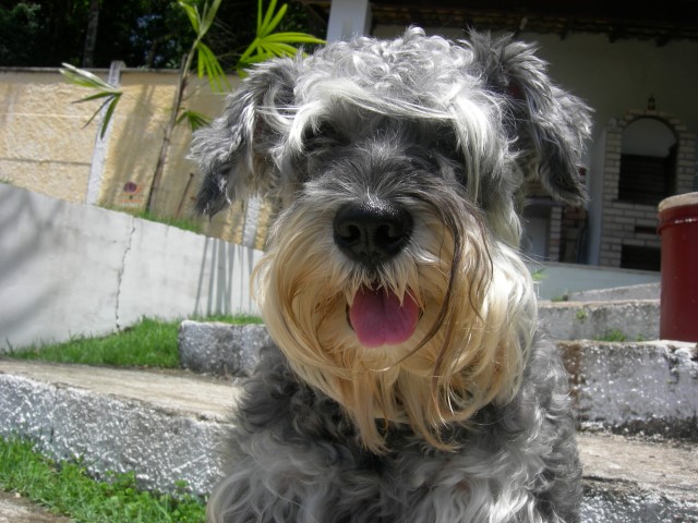 Schnauzer_ cachorro_Na dúvida embarque