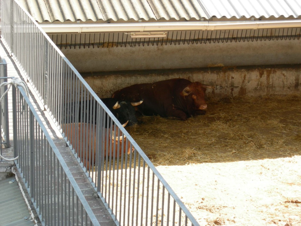 Placa de Toros Monumental Barcelona Na dúvida embarque (4)