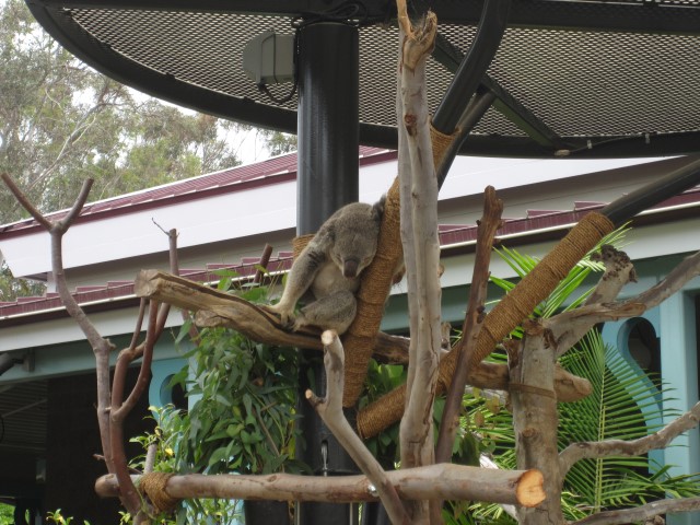 San Diego Zoo California Na dúvida embarque