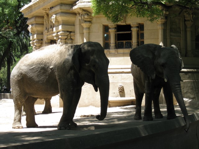 zoológico Buenos Aires Na dúvida embarque