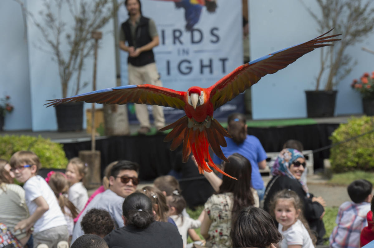 1ynom60656_Julie_Larsen_Maher_6884_Birds_in_Flight_BZ_05_11_16