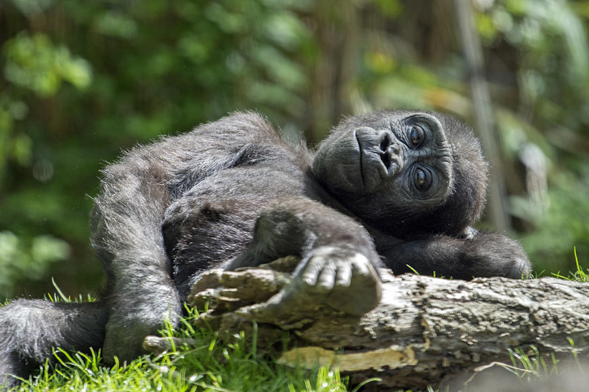 8x0xmf9777_Julie_Larsen_Maher_7343_Western_Lowland_Gorillas_and_Babies_CON_BZ_05_12_16