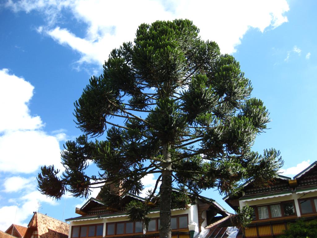 Campos do Jordão Na dúvida embarque (12)