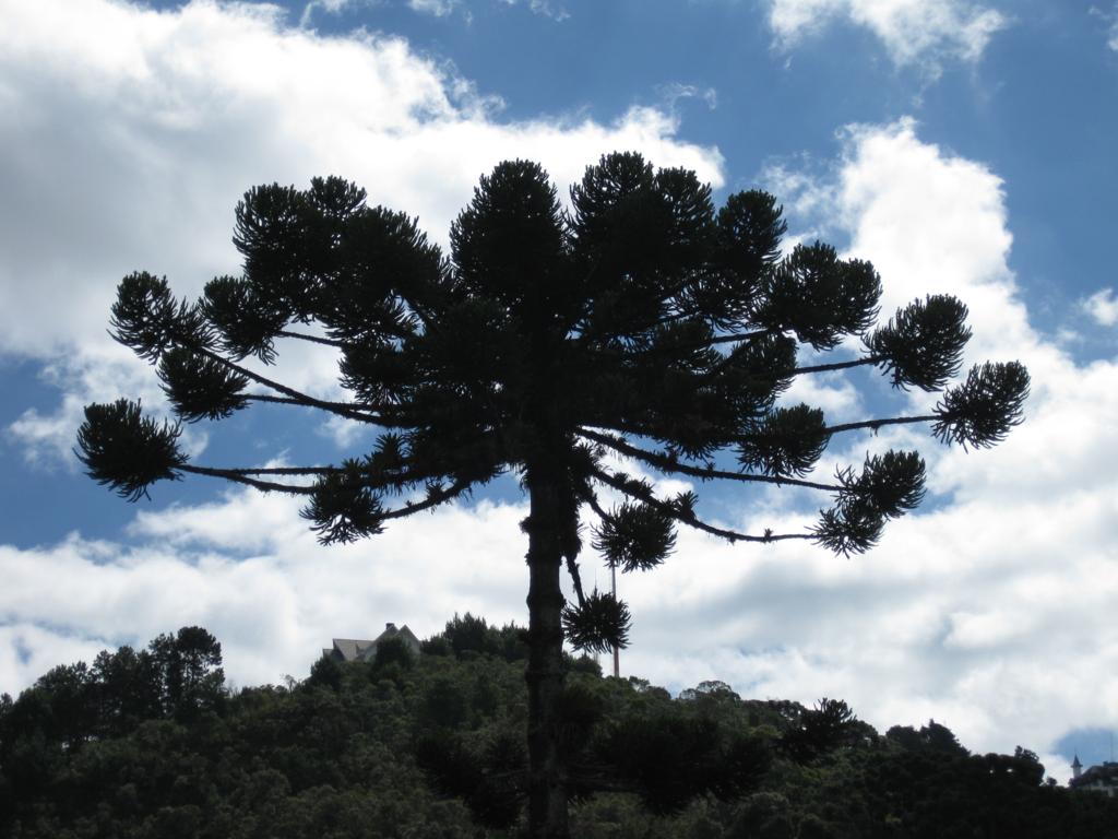 Campos do Jordão Na dúvida embarque (7)