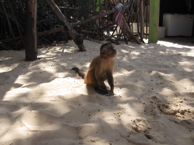 macaco prego Vassouras Pequenos Lençóis_blog Na dúvida embarque (2) (Small)