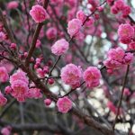 Primavera no Japão: um espetáculo em tons de rosa
