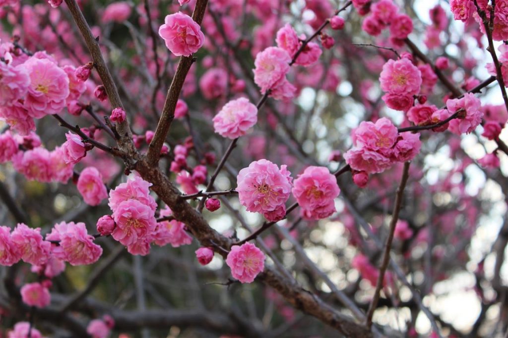 primavera-no-japao_-blog-na-duvida-embarque-2
