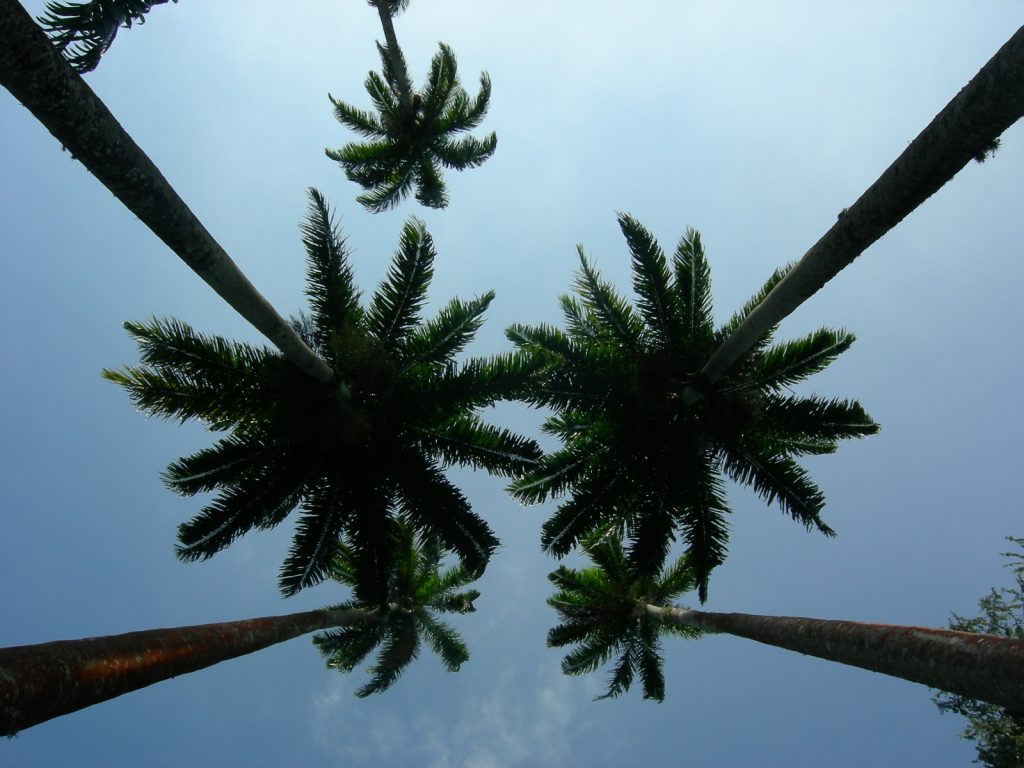 jardim-botanico-rio-de-janeiro-palmeiras-imperiais-vitorias-regias-na-duvida-embarque-1