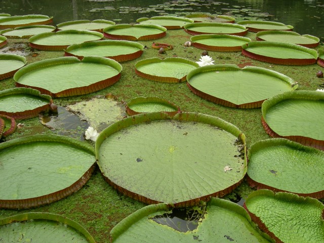 jardim-botanico-rio-de-janeiro-palmeiras-imperiais-vitorias-regias-na-duvida-embarque-3-small