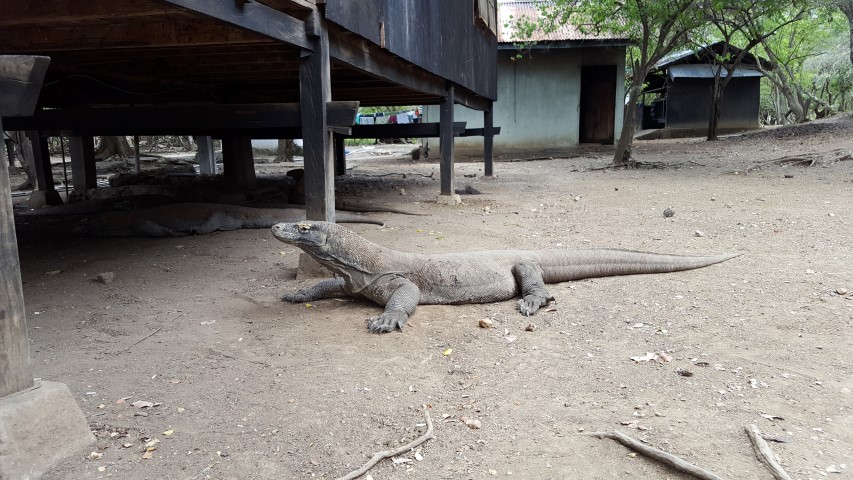 dragao-de-komodo-blog-na-duvida-embarque-1-small