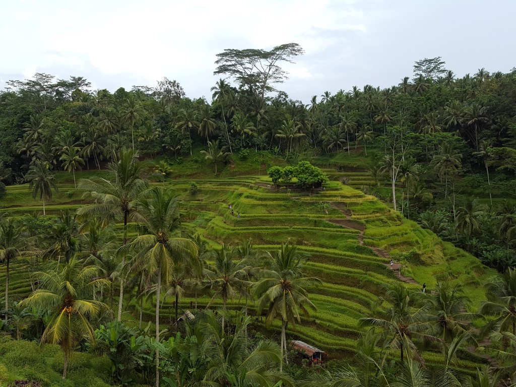 tegalalang-rice-terrace-indonesia-2-medium