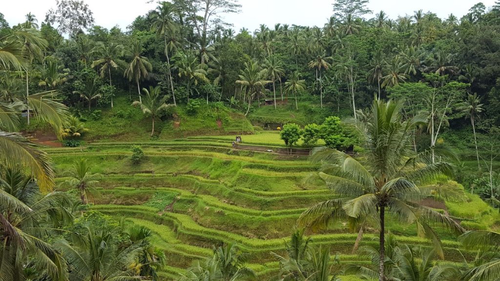 tegalalang-rice-terrace-indonesia-8-medium
