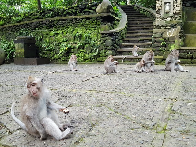 ubud-monkey-forest-1-small