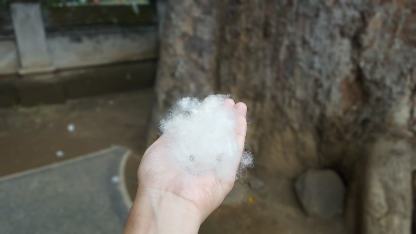 cotton-tree-small