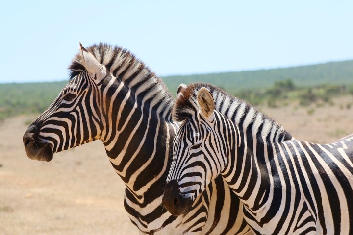 Safari_na_Africa_do_Sul_Addo_Park34 (Small)