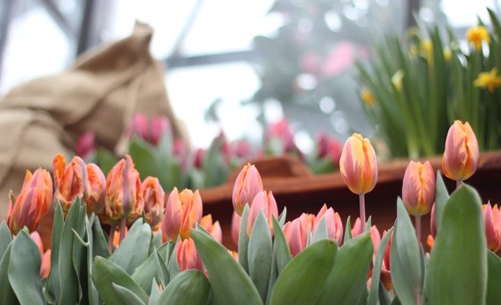 Keukenhof tulipa Holandas (Small)