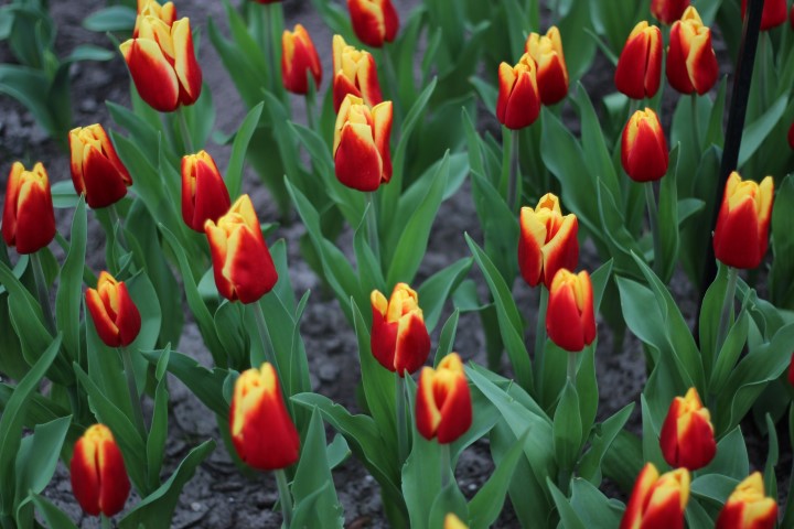 Keukenhof tulipas Holanda (4) (Small)