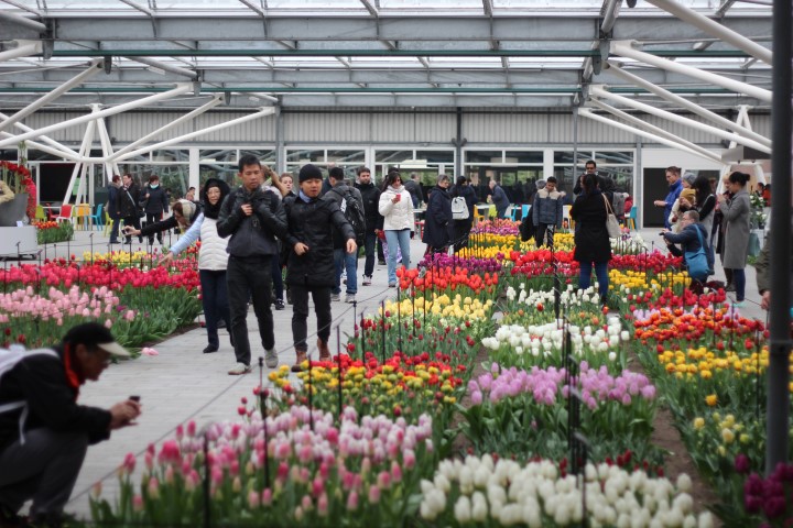 Keukenhof tulipas Holanda (5) (Small)