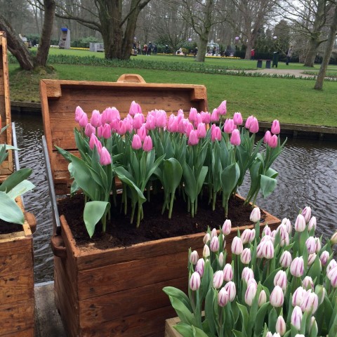 Keukenhof tulipas Holanda (8) (Small)