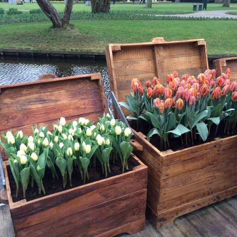 Keukenhof tulipas Holanda (9) (Small)