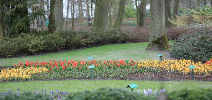 Keukenhof tulipas Holanda (Small)