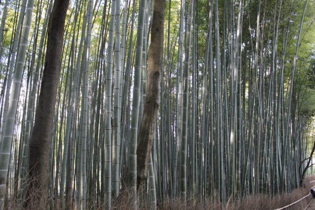 Kyoto Japão onde ficar e o que fazer